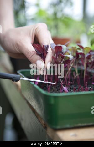 Récolte de microverts, Amaranthus (Amaranth) Banque D'Images