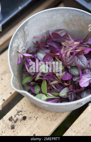 Microgreens, Amaranthus (Amaranth), recueillis dans un bol Banque D'Images