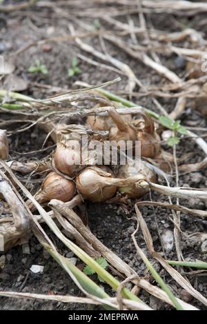 Oignon, Allium cesp, séchage de la récolte dans le jardin Banque D'Images