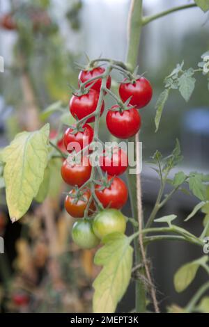 Tomate cerise, Solanum lycopersicum var. cérasiforme, tomates mûres sur la vigne Banque D'Images