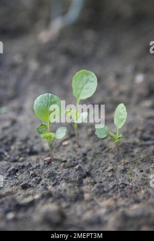 Bruxelles Sprout, Brassica oleracea, groupe Gemmifera, Banque D'Images