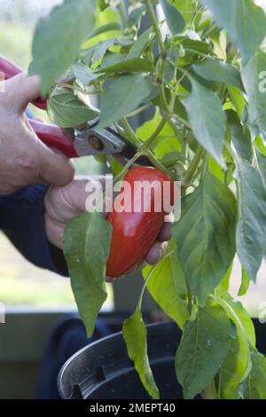 Piment, poivrons, poivrons, récolte de fruits mûrs d'un arbre Banque D'Images