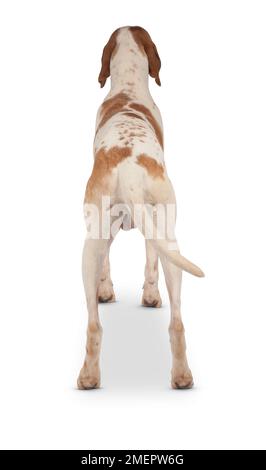 Orange et Blanc chien Pointer Anglais, 5 ans Banque D'Images