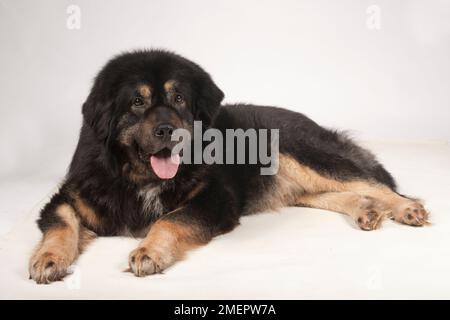 Tibétain Mastiff, noir et Havane, homme de 9 ans Banque D'Images