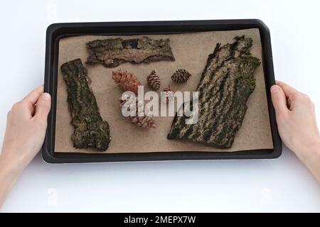 Cornets de pin séchés et écorce sur parchemin de cuisson sur plateau métallique, gros plan Banque D'Images