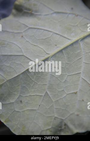 Calabre, Brassica oleracea, Groupe Italica, Fiesta, brocoli, les pucerons, survolent sur le dessous de la feuille Banque D'Images