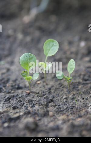 Calabre, Brassica oleracea, Groupe Italica, Fiesta, brocoli, plantules poussant dans un lit de légumes Banque D'Images