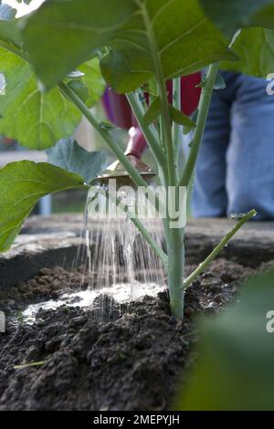 Calabre, Brassica oleracea, Groupe Italica, Fiesta, brocoli, arrosage de la récolte à l'aide d'un arrosoir Banque D'Images