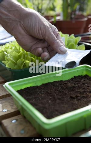 Couper-et-revenir-feuilles de salade, récolte de feuilles, semis de graines directement de paquet à plateau de compost Banque D'Images