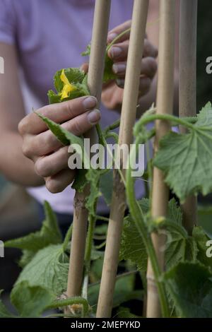 Concombre, Cucumis sativus, Tiffany, cucurbit, tendrils tortueux de la plante à fleurs autour des cannes de bambou Banque D'Images