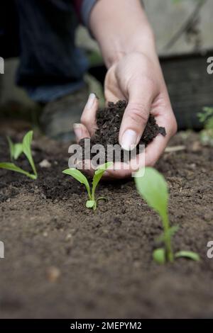 Laitue, Lactuca sativa, Tom Thumb, salade, ajouter du paillis aux plantules poussant dans le lit de légumes Banque D'Images