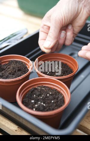 Laitue, Lactuca sativa, Lollo Rossa, salade, semis de graines dans de petits pots de compost Banque D'Images