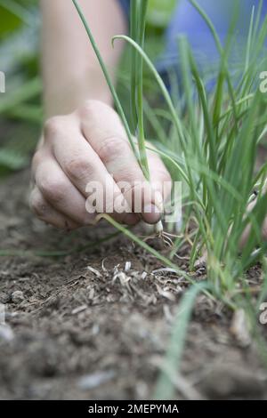 Oignon de printemps, Lisbonne blanche, salade d'oignons, culture d'allium, éclaircit les semis poussant dans le lit de légumes Banque D'Images