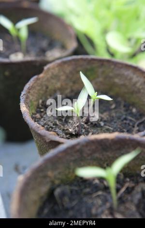 Piment, canicule, capsicum, fructification, plantules poussant dans des pots biodégradables Banque D'Images