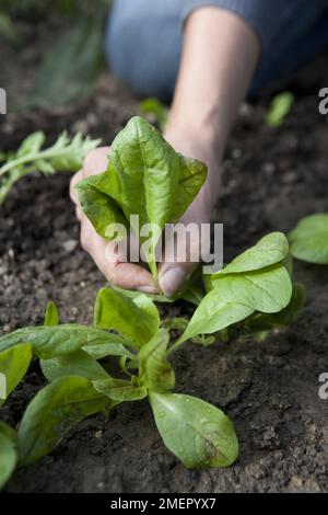 Couper-et-revenir-les feuilles de salade, récolte de feuilles, récolte de feuilles matures Banque D'Images