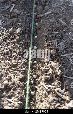 Pois, Oregon Sugar Pod, mange tout, Pisum sativum var.. saccharatum, semis de graines le long d'un semoir dans un lit de légumes Banque D'Images