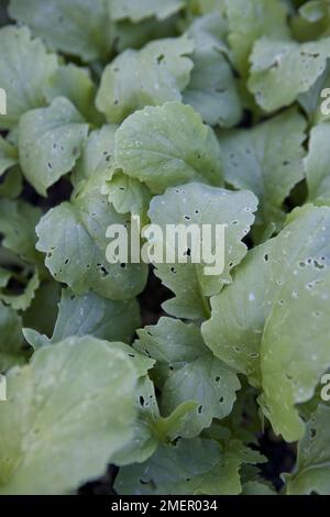 Radis, petit déjeuner français, Raphanus sativus, culture racinaire, plantules congestionnées avec des dommages au coléoptère des puces Banque D'Images