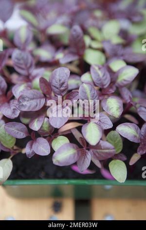 Microgreens, Amaranthus (Amaranth), semis poussant dans un plateau de compost Banque D'Images