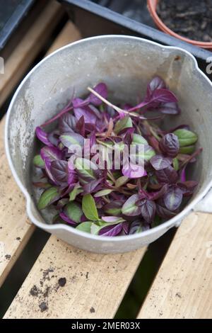 Microgreens, Amaranthus (Amaranth), semis récoltés en pot Banque D'Images