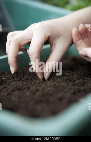 Persil, herbe culinaire, plante bisannuelle, semant des graines dans un plateau de compost Banque D'Images