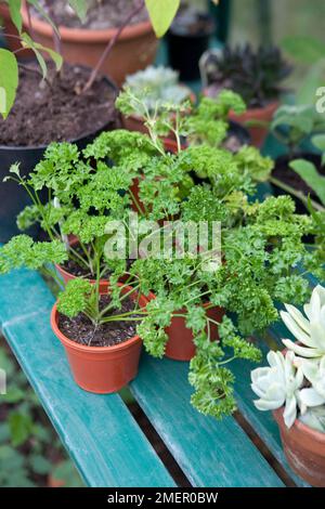 Persil, herbe culinaire, plante bisannuelle, jeunes plantes, poussant sous couvert, petits pots poussant sur banc Banque D'Images