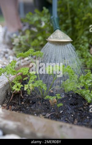 Persil, herbe culinaire, plante bisannuelle, jeunes plantes plantées à l'extérieur, arrosées à l'aide d'un arrosoir Banque D'Images