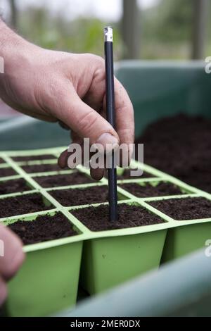 Carotte, Nantes tôt, semant des graines dans un plateau de modules en utilisant un crayon comme un dibber Banque D'Images