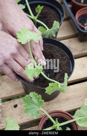 Courgette, Parador, cucurbita, plantules saines poussant dans des pots de compost Banque D'Images