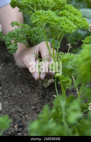 Persil, herbe culinaire, plante bisannuelle, désherbage à la main Banque D'Images