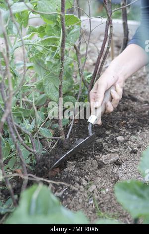 Pea, Ambassadeur, Pisum sativum, légume, récolte podée, légume, mélange dans la matière organique dans le sol Banque D'Images