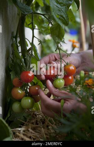 Récolte de tomates cerises, plaisir des jardiniers, culture fruitière Banque D'Images