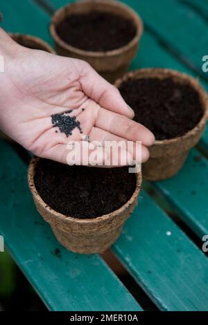 Semis d'oignons de printemps, de Lisbonne blanche, salade d'oignons, ciboules dans des pots Banque D'Images