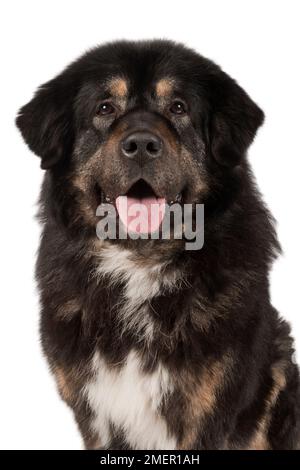 Tibétain Mastiff, noir et Havane, homme de 9 ans Banque D'Images