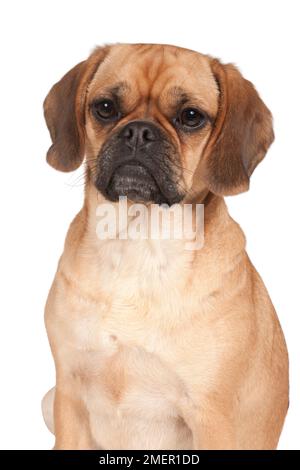 Puggle, crossed entre Pug et Beagle, chien femelle Banque D'Images