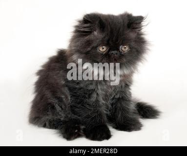 Black Smoke Persian kitten assis, vue latérale Banque D'Images