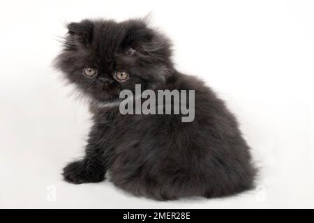 Black Smoke Persian kitten assis, vue latérale Banque D'Images