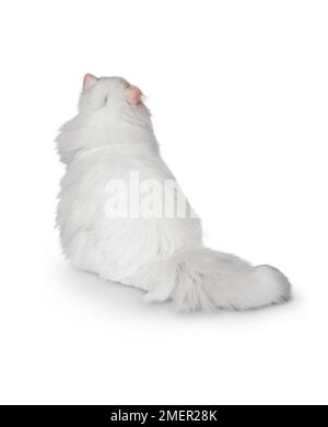 Chat persan blanc à yeux orange, blanc pur, manteau fluide, vue arrière Banque D'Images