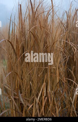 Panicum virgatum 'Northwind' (herbe à couper le souffle) Banque D'Images