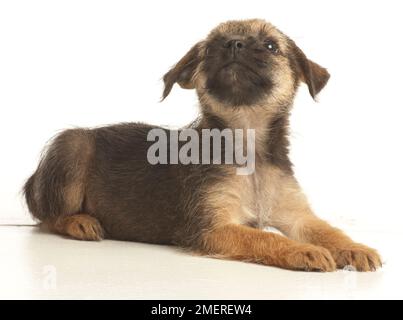 Border Terrier puppy Banque D'Images