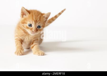 British Shorthaired Cross Kitten, gingembre Banque D'Images