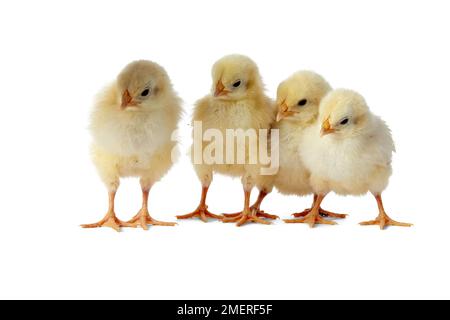 La lumière des poussins Sussex Banque D'Images