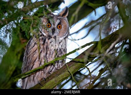 Dolgelin, Allemagne. 24th janvier 2023. Un hibou à longues oreilles qui regarde d'un arbre. La région d'Odra est très populaire auprès des hiboux à longues oreilles. Beaucoup d'animaux passent la saison d'hiver ici dans les communautés de roosting. Sur les grandes prairies des deux côtés de l'Oder, ils trouvent leurs souris de nourriture préférées. La chouette à longues oreilles avec ses oreilles de plumes étonnamment grandes est l'une des espèces de chouettes les plus communes d'Europe centrale. Credit: Patrick Pleul/dpa/Alay Live News Banque D'Images