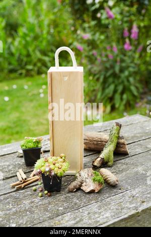 Hôtel insecte fait d'une bouteille de vin, de succulents, de cônes de pin et de bois Banque D'Images
