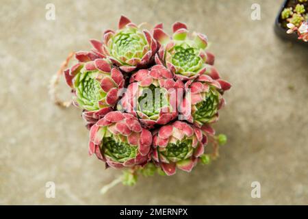 Plante succulente, Sempervivum 'Rosie' Banque D'Images