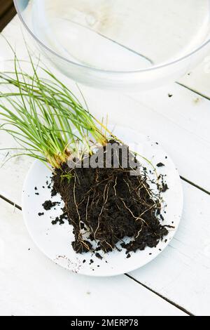 Jardin d'eau de table, enlever le sol des racines de plantes aquatiques Banque D'Images