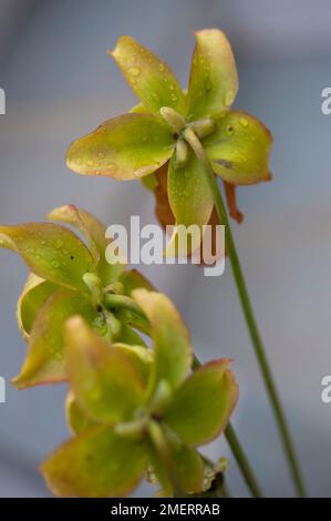 Plantes carnivores, gros plan Banque D'Images