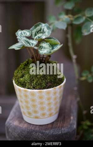 Pot de mousse contenant de l'hederifolium de Cyclamen Banque D'Images