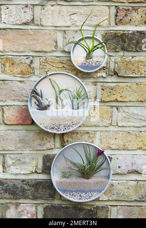 Canister Airplant suspendu au mur Banque D'Images