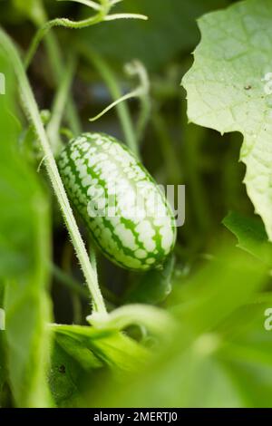 Melothria scabra, Cucamelon, gros plan Banque D'Images