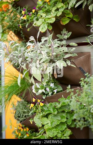 Les herbes dans mur suspendu le semoir sur balcon Banque D'Images